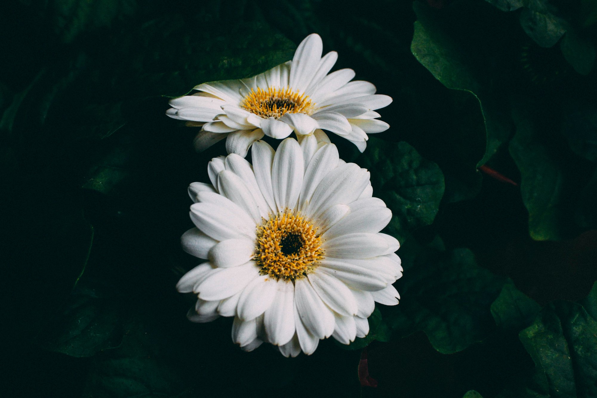andi-rieger-vfEqA8sKe6A-unsplash