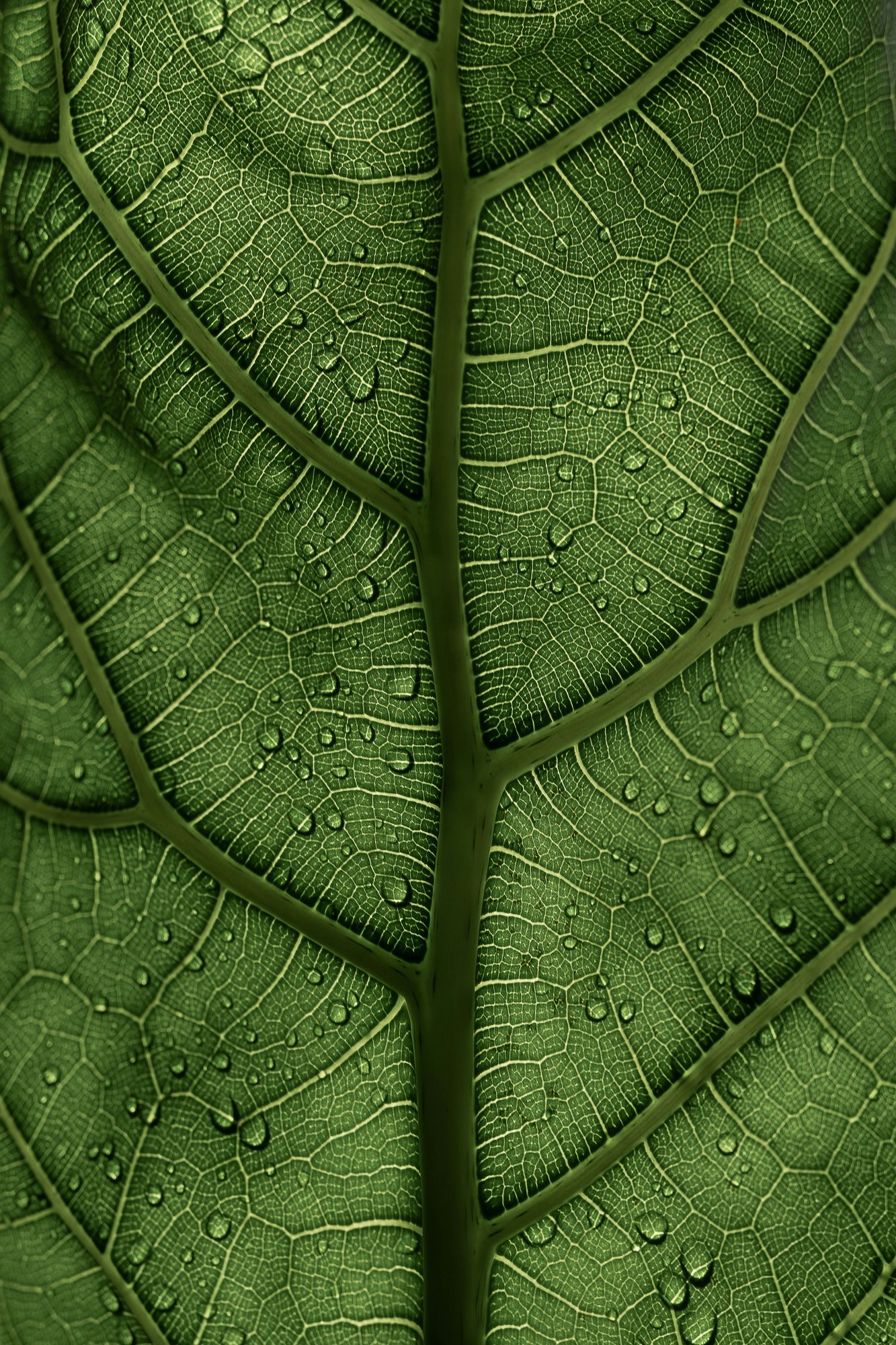 clay-banks-8SXaMMWCTGc-unsplash