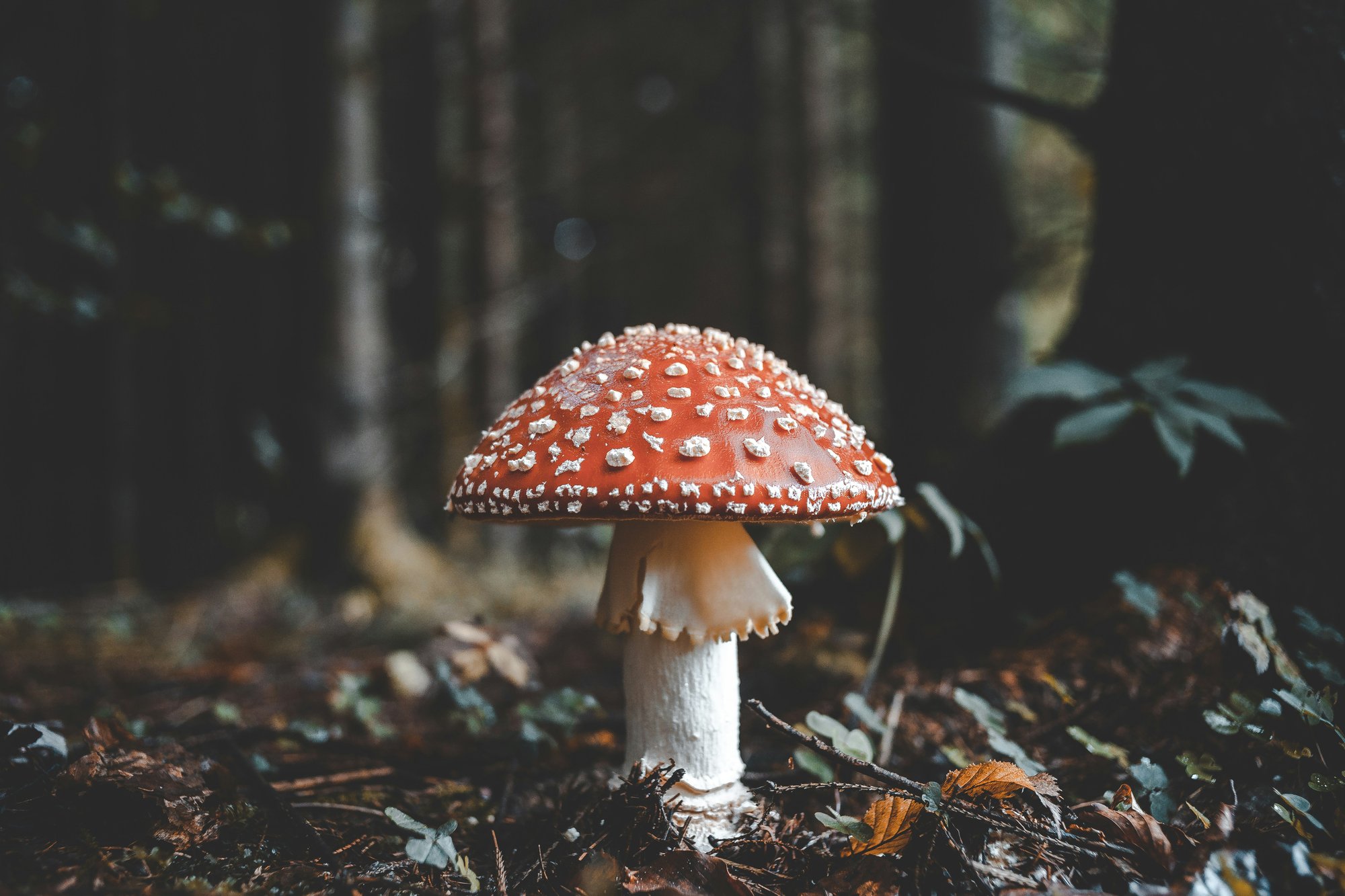 florian-van-duyn-Dm-qxdynoEc-unsplash